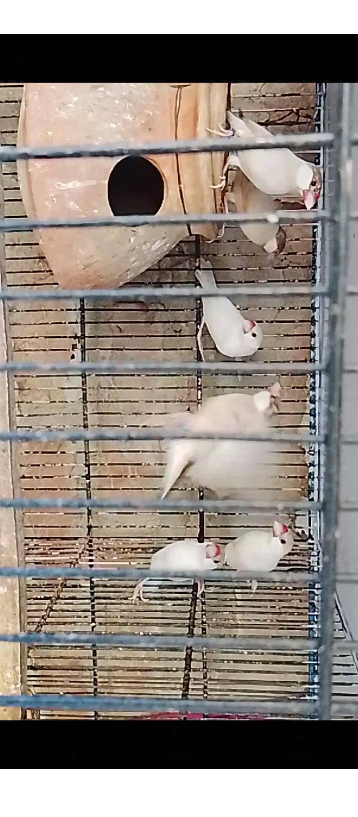 finches 3