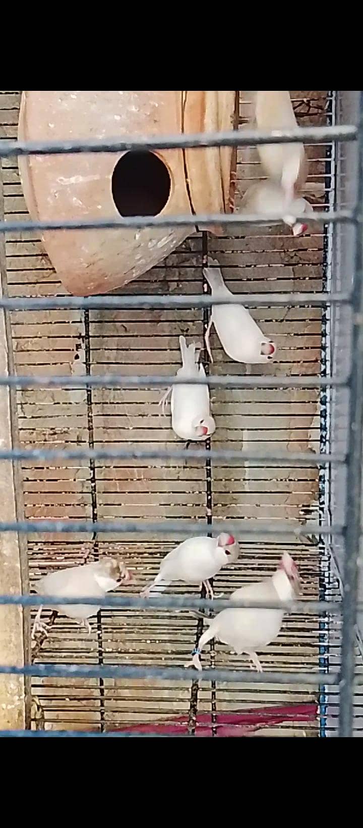 finches 4