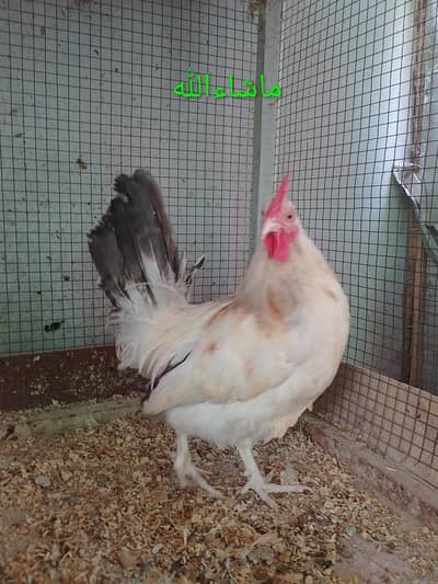 Fancy Cock / Breader Male