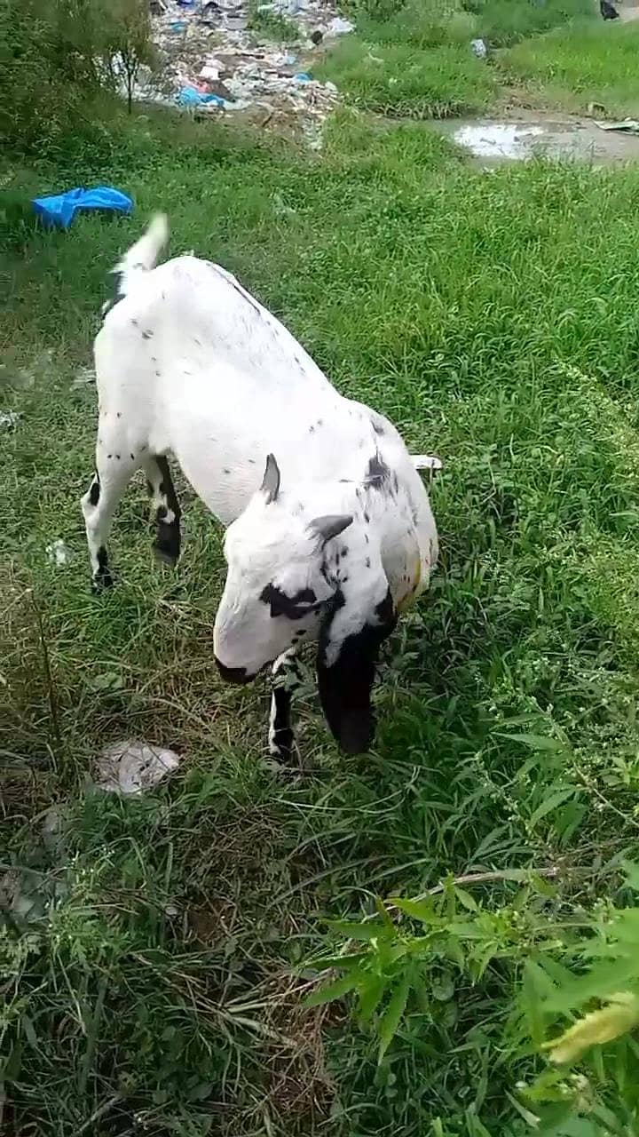 pure desi 0