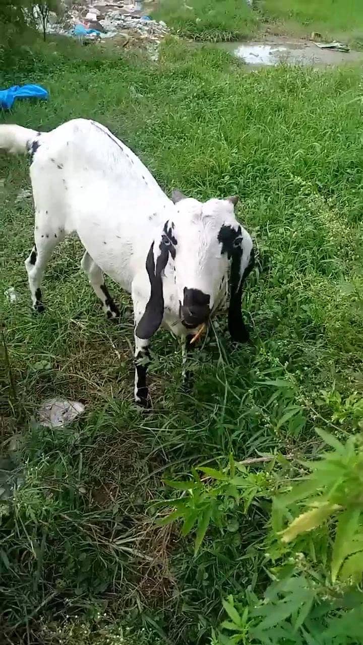 pure desi 1