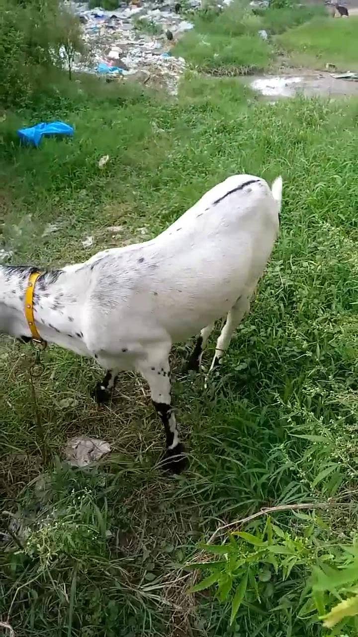 pure desi 2