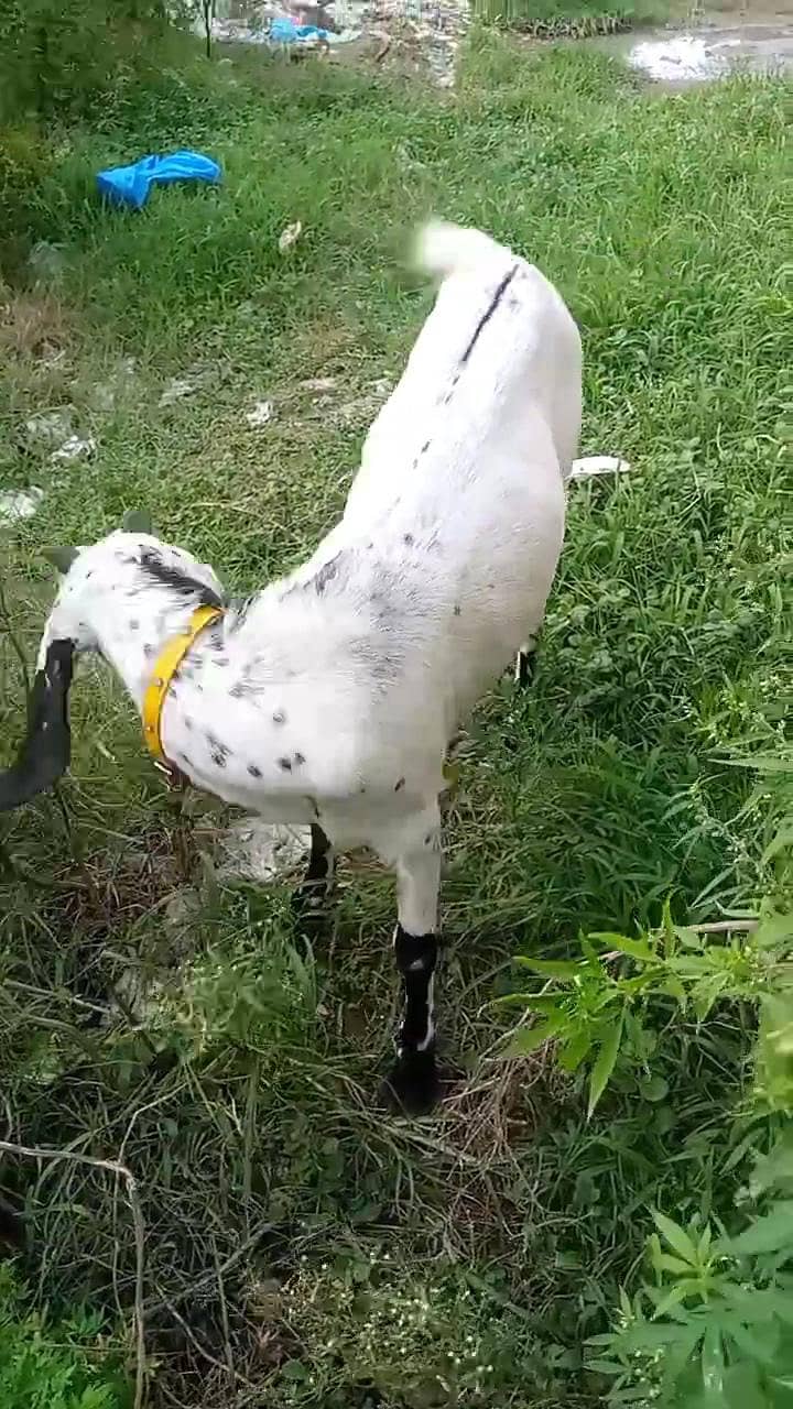 pure desi 3