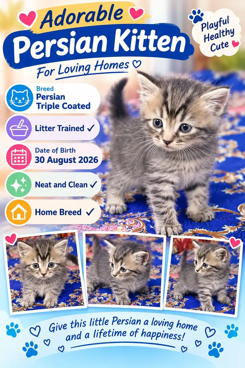 Persian Triple Coated Kittens — photo 3