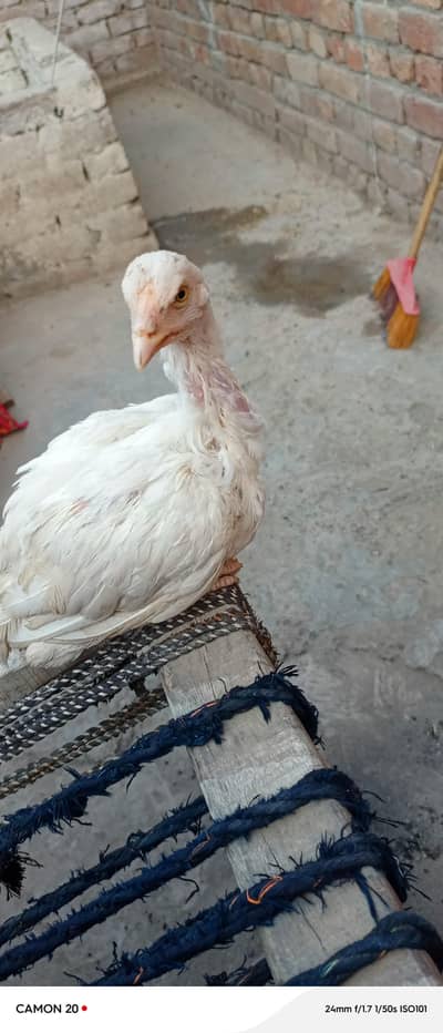 pure paper heera female age 5 month full active and healthy