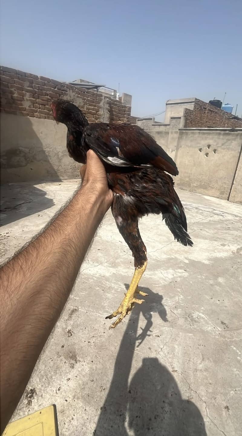 Aseel   chicks 2