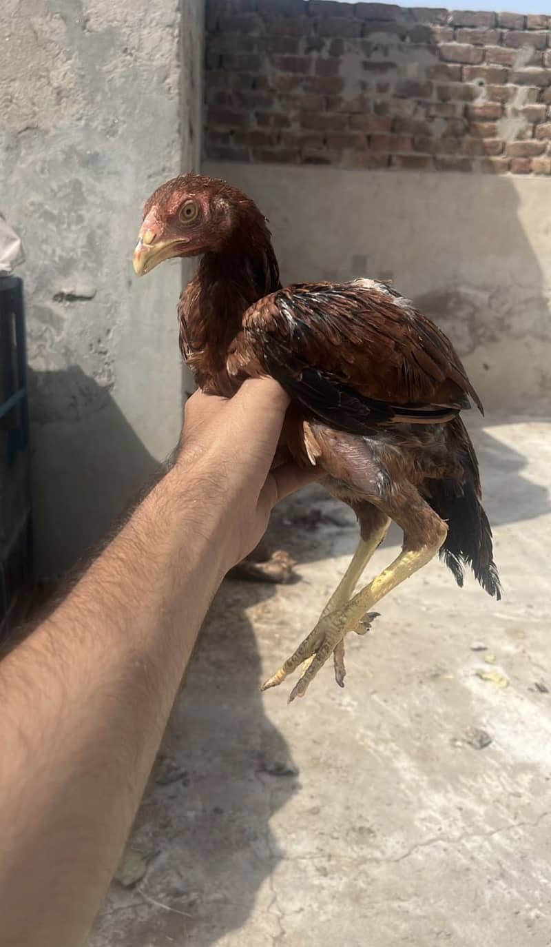 Aseel   chicks 3