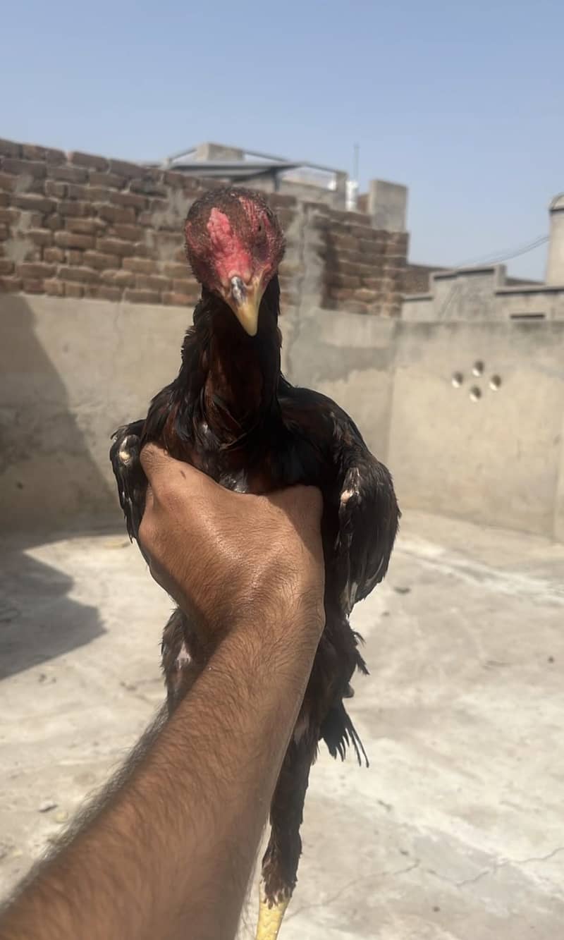 Aseel   chicks 4
