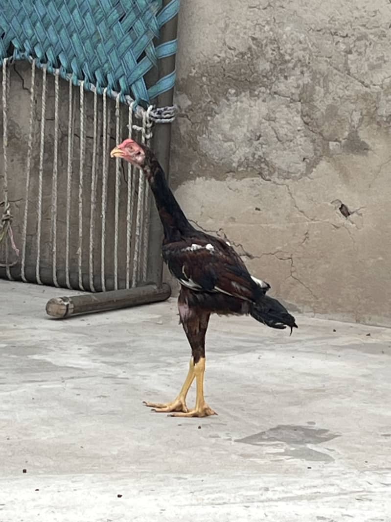 Aseel   chicks 5