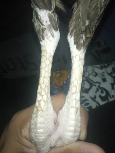 pure Pakistani female aseel hen ready to cross breeding,peeli ankh lon