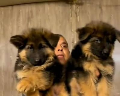Imported  // German/ Shepherd/ Puppies WhatsApp/03/4/4/91/3/3/17/8/