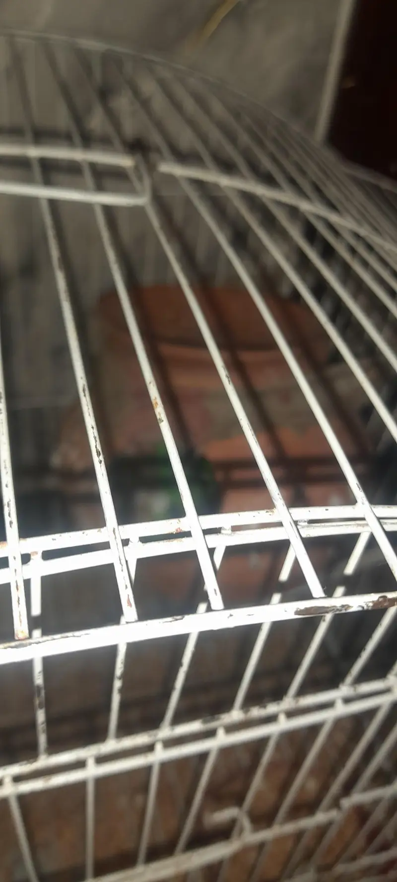 lovebirds  Parrots — photo 2