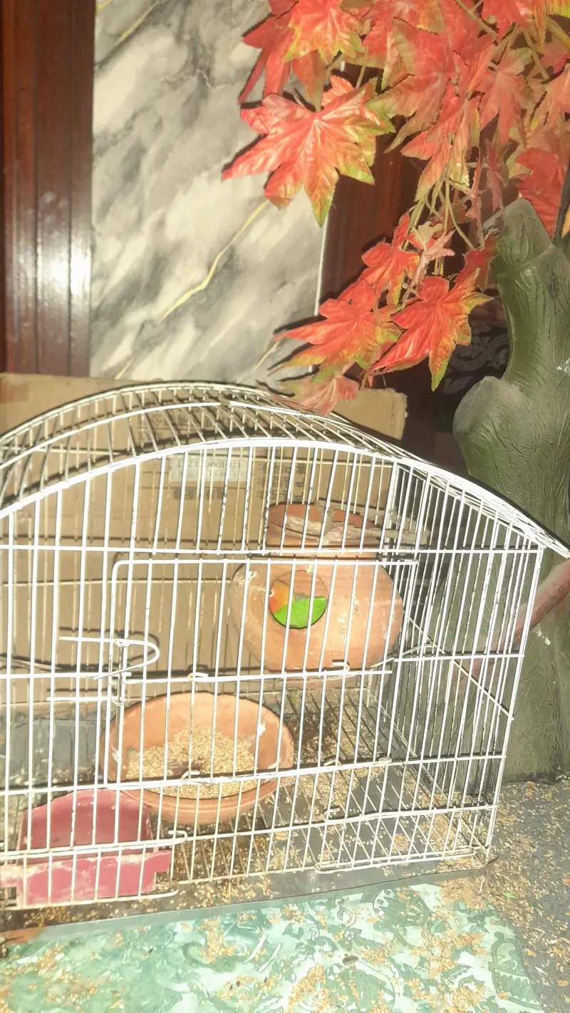 lovebirds  Parrots — photo 3