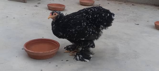 Black Brahma male  and Mottled Brahma female