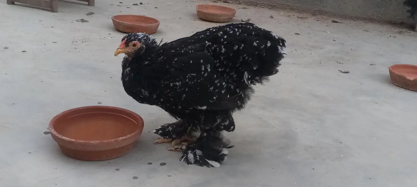 Black Brahma male  and Mottled Brahma female — photo 3
