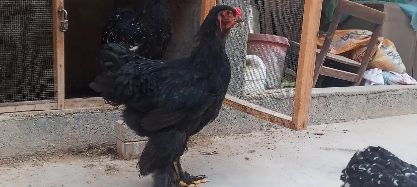 Black Brahma male  and Mottled Brahma female — photo 7