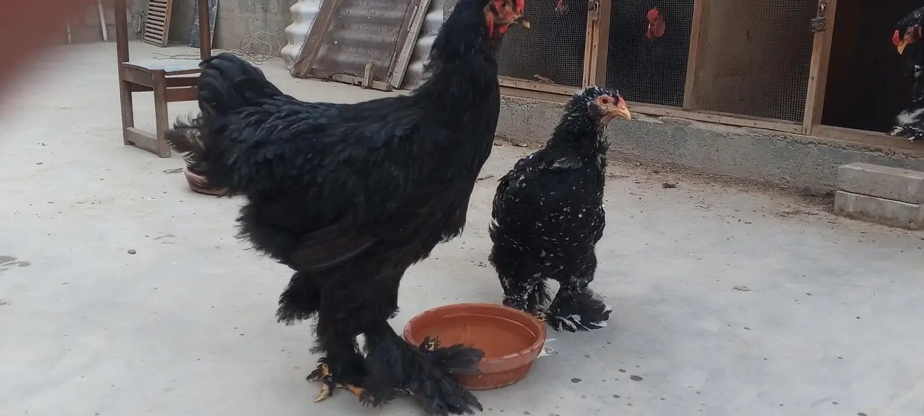 Black Brahma male  and Mottled Brahma female — photo 8