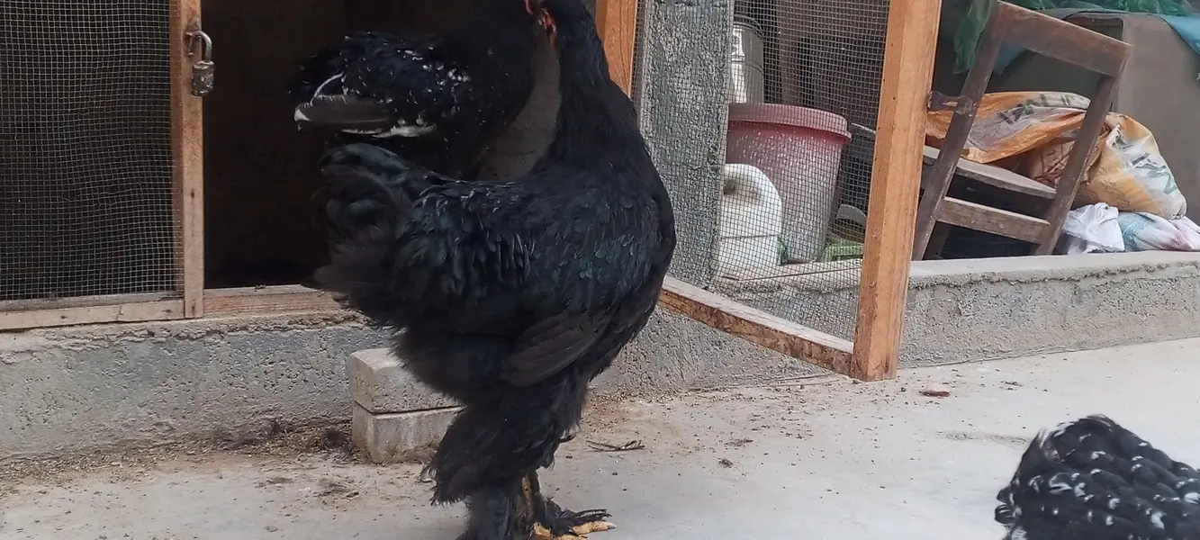 Black Brahma male  and Mottled Brahma female — photo 9
