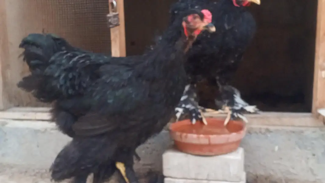 Black Brahma male  and Mottled Brahma female — photo 11