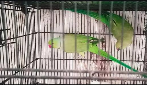 ring neck breeder pair