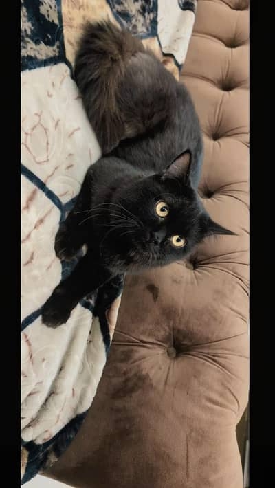 Stunning Solid Black Persian CAT – Playful & Loving Companion