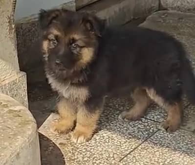 Imported  // German/ Shepherd/ Puppies WhatsApp/03/4/4/91/3/3/17/8/