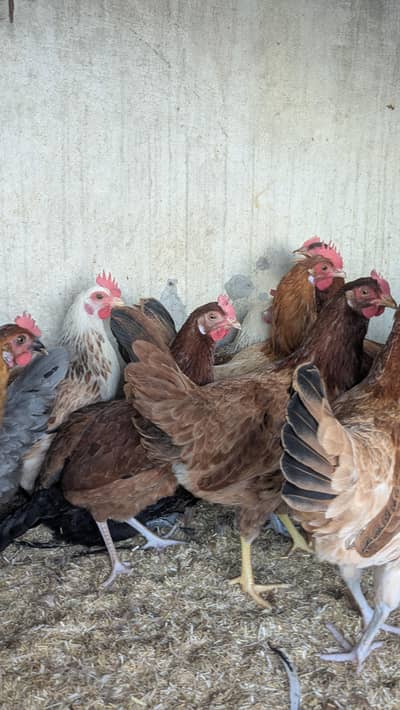 dasi hen for sale healthy and active 03266214656