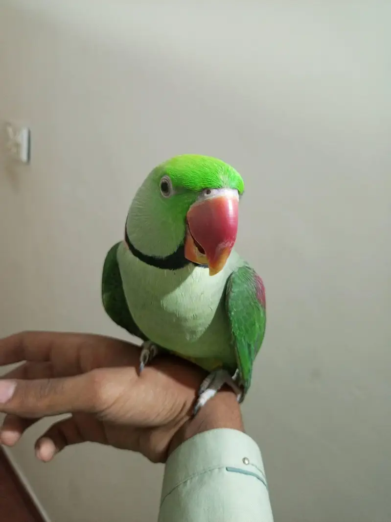 raw parrot male — photo 2