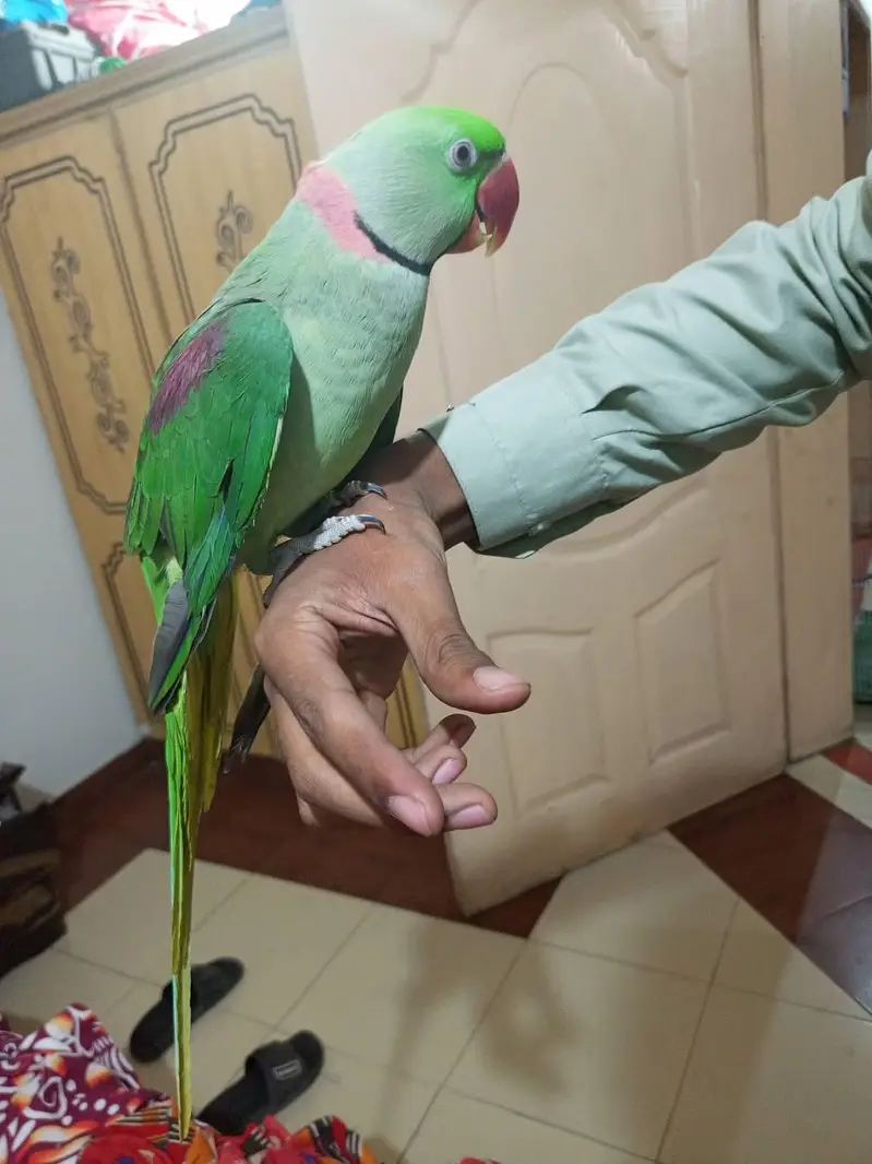 raw parrot male — photo 3