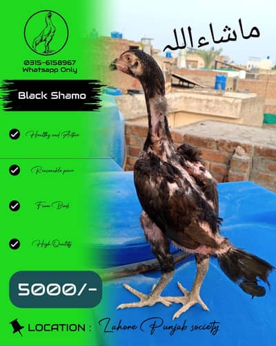 shamo And home breed birds available