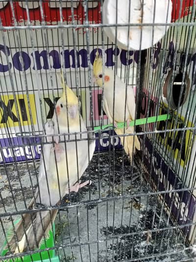 Cockatiel Birds