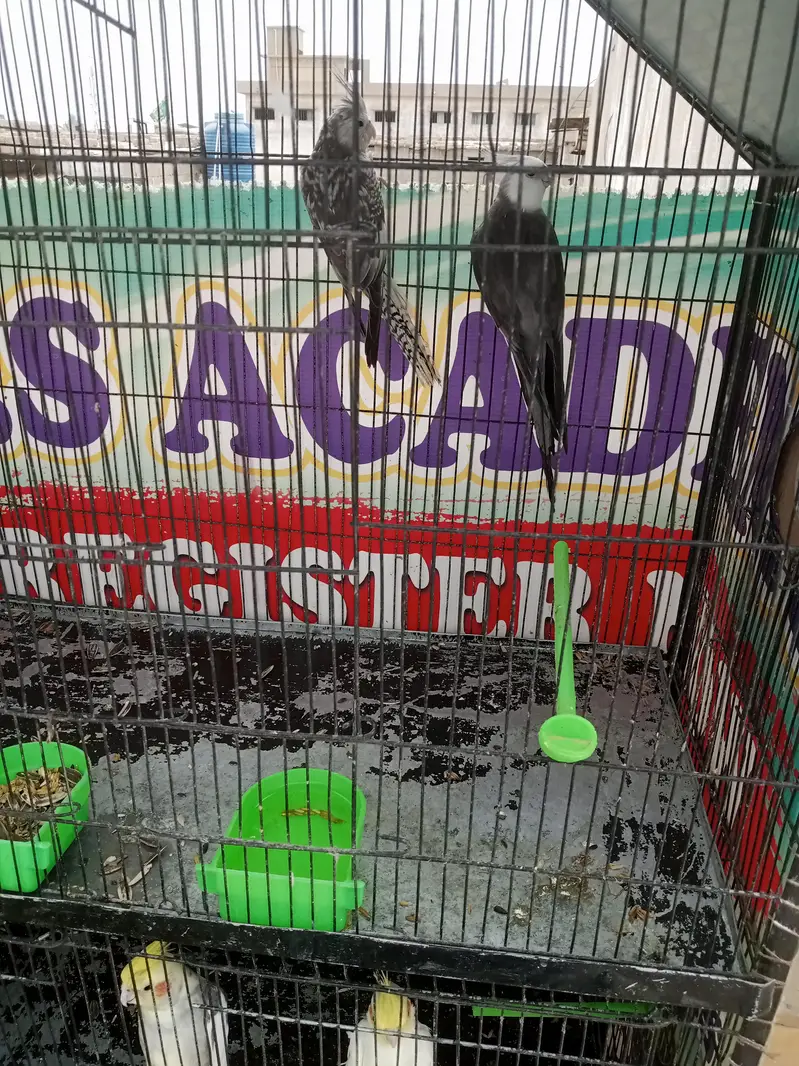 Cockatiel Birds — photo 2