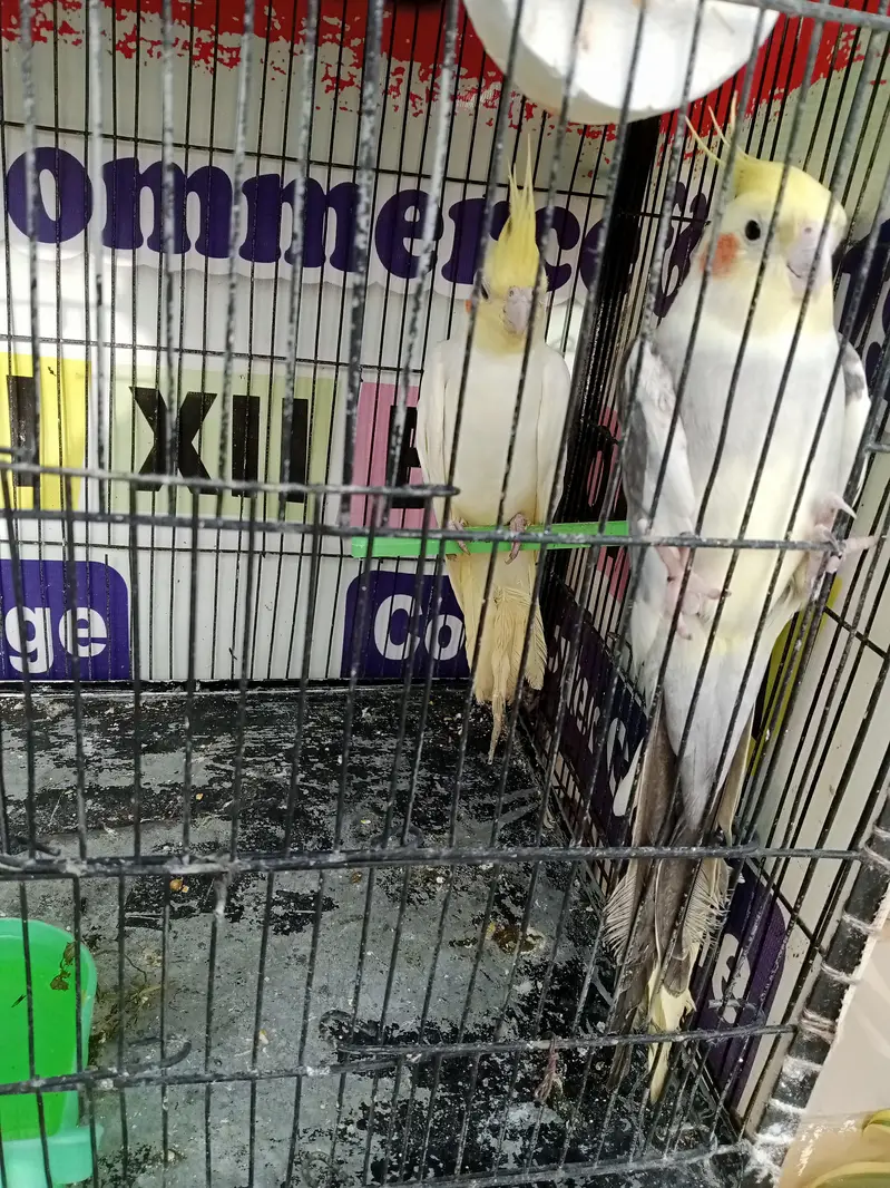 Cockatiel Birds — photo 3
