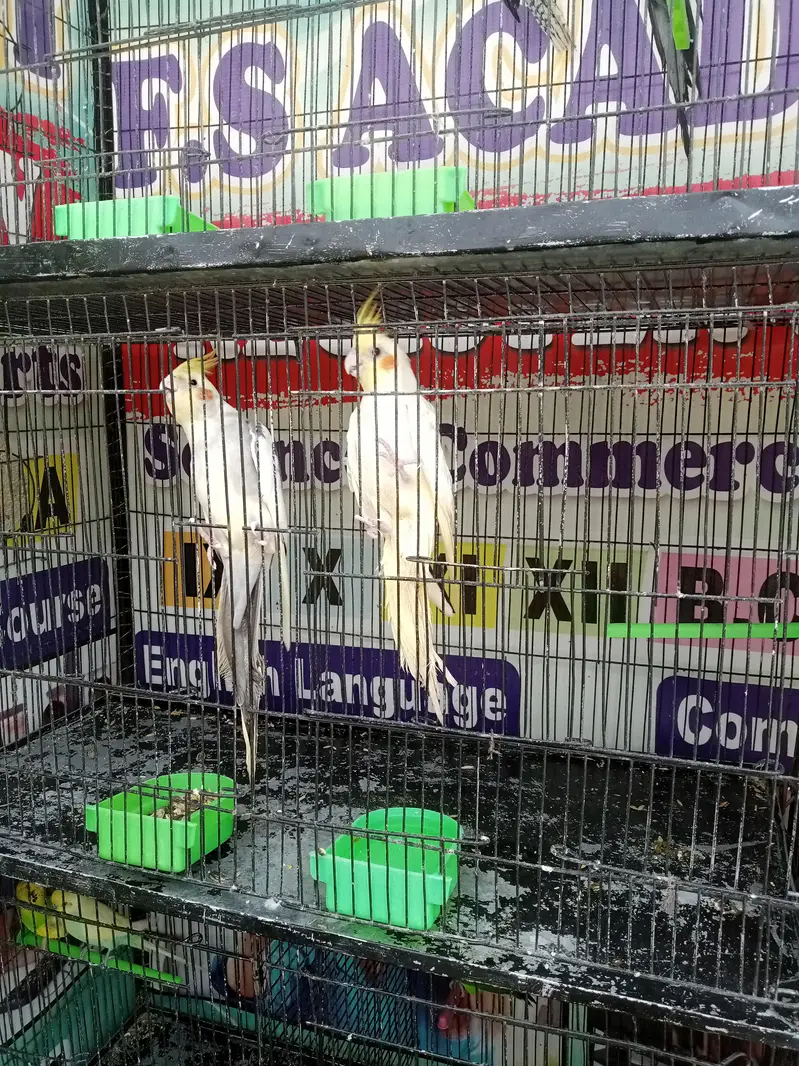Cockatiel Birds — photo 4