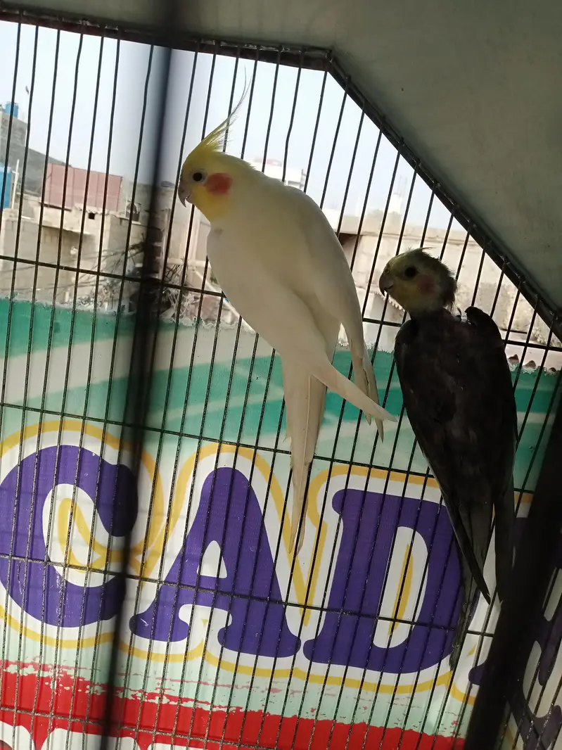 Cockatiel Birds — photo 5