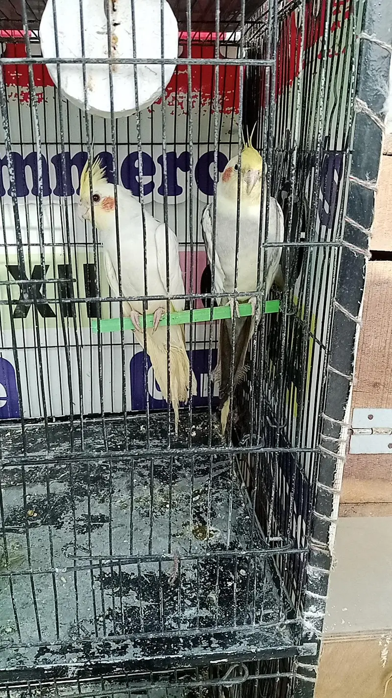 Cockatiel Birds — photo 6