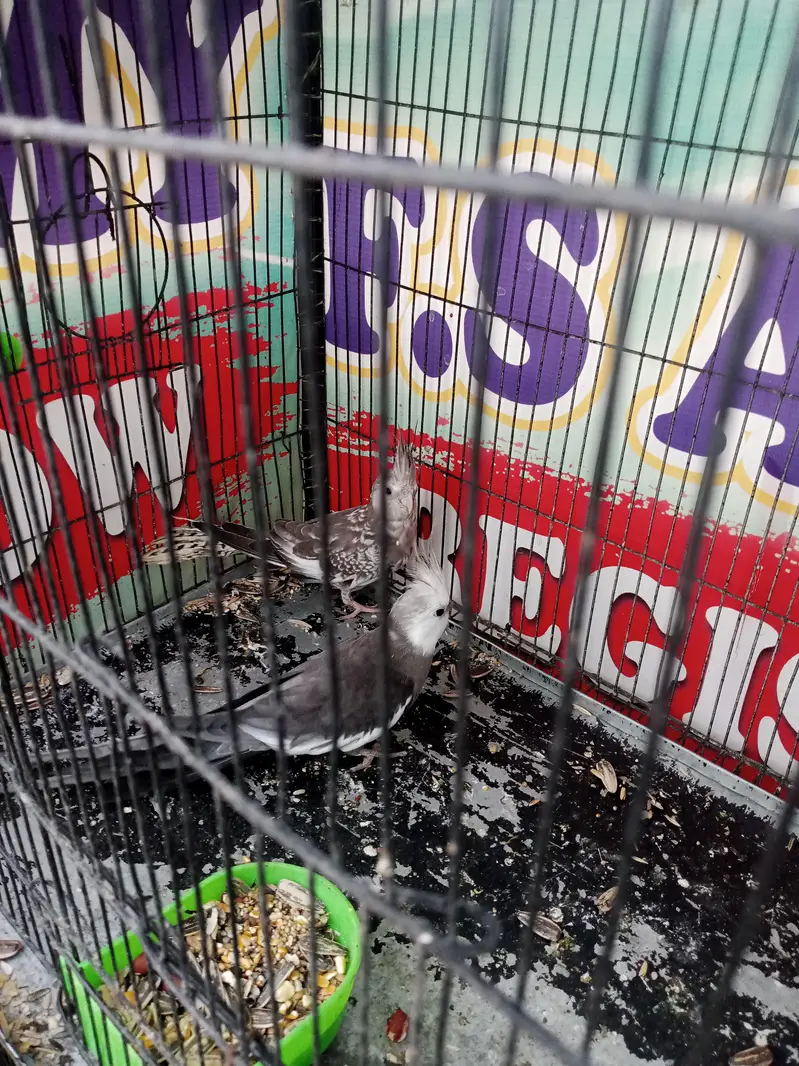 Cockatiel Birds — photo 7
