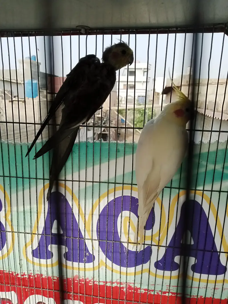 Cockatiel Birds — photo 8