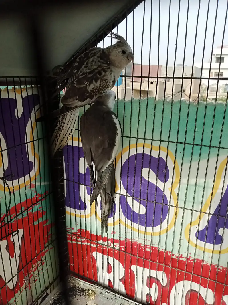 Cockatiel Birds — photo 9