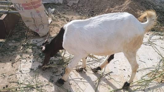 5 Goat Sell