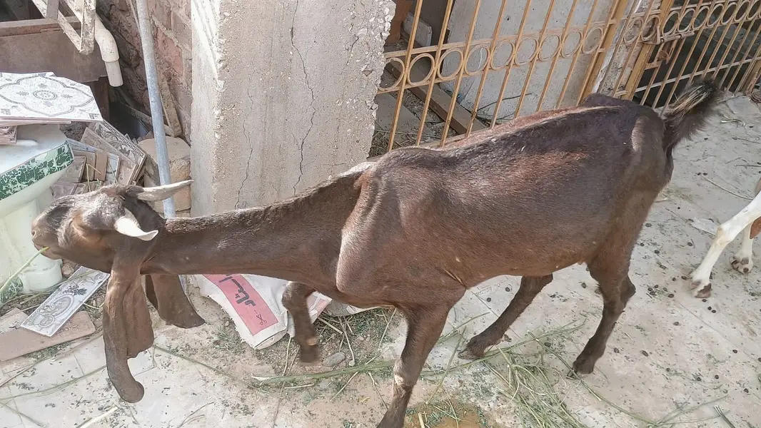 5 Goat Sell — photo 2