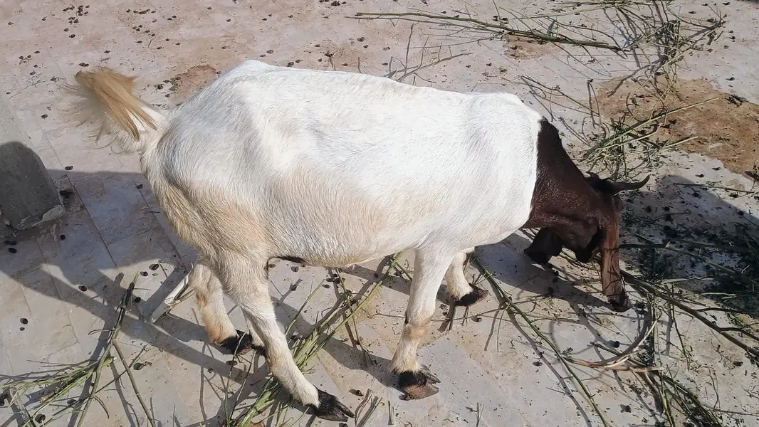 5 Goat Sell — photo 3