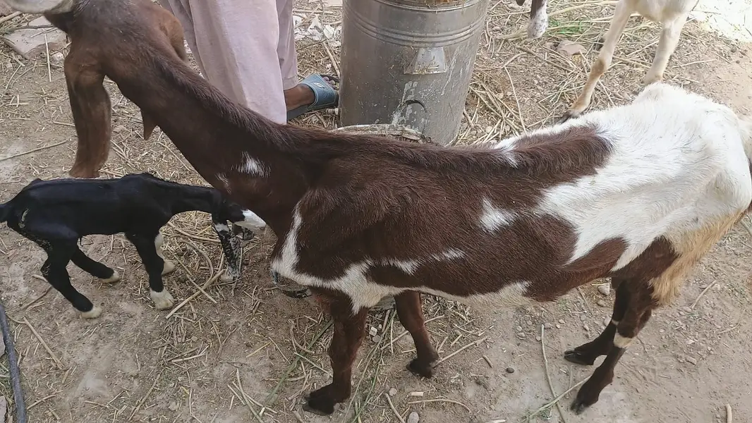 5 Goat Sell — photo 4