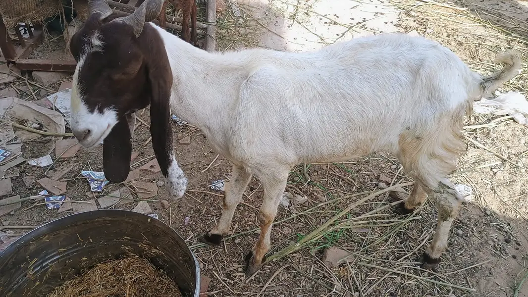 5 Goat Sell — photo 5