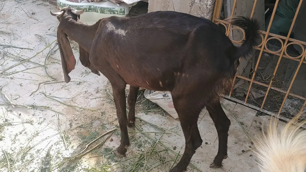 5 Goat Sell — photo 6