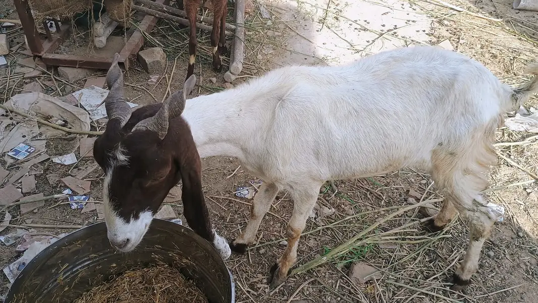 5 Goat Sell — photo 7