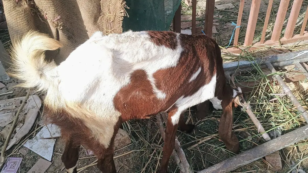 5 Goat Sell — photo 8