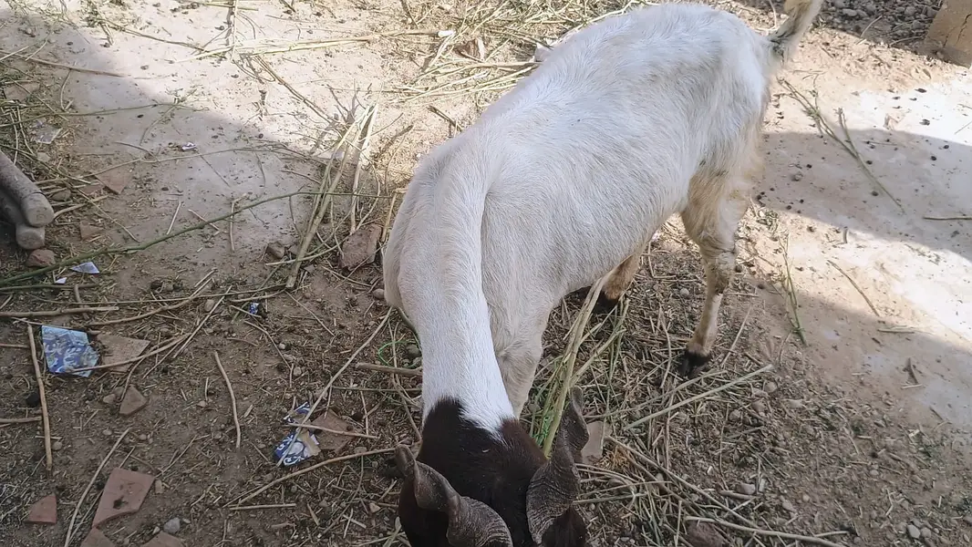 5 Goat Sell — photo 9