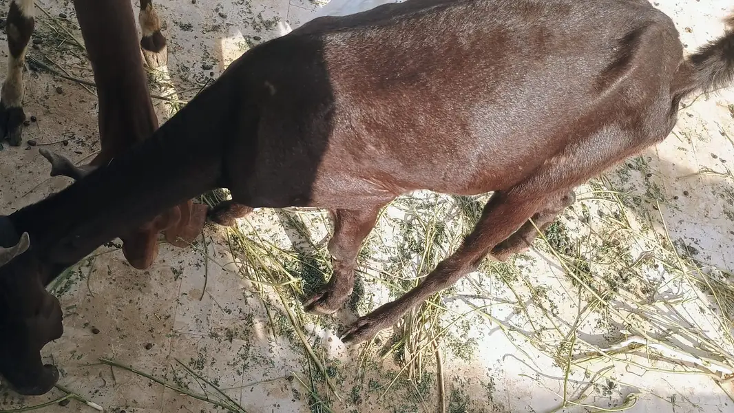5 Goat Sell — photo 10