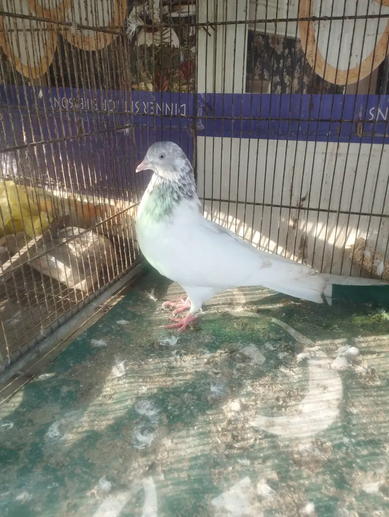 Pati wale or Fancy — photo 3